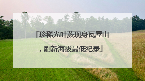 珍稀光叶蕨现身瓦屋山，刷新海拔最低纪录
