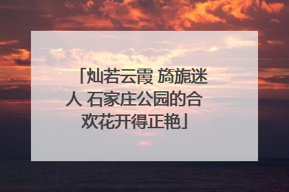 灿若云霞 旖旎迷人 石家庄公园的合欢花开得正艳