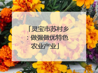 灵宝市苏村乡：做强做优特色农业产业