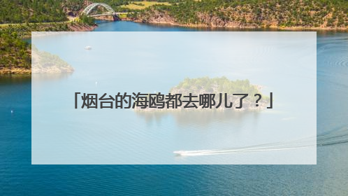 烟台的海鸥都去哪儿了？