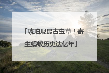 琥珀现最古虫草！寄生蚂蚁历史达亿年