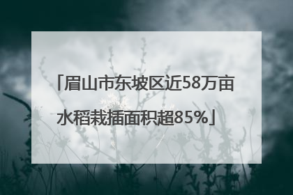 眉山市东坡区近58万亩水稻栽插面积超85%