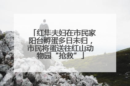 红隼夫妇在市民家阳台孵蛋多日未归，市民将蛋送往红山动物园“抢救”