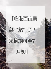 临港百亩桑葚“紫”了！采摘期可至7月初