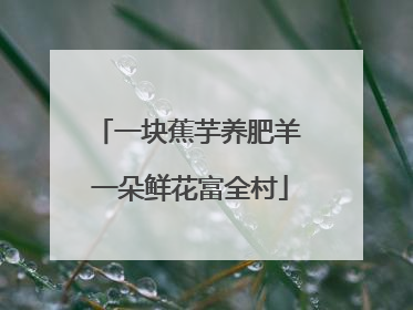 一块蕉芋养肥羊 一朵鲜花富全村