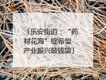 乐安街道：“药材花海”绽希望 产业振兴鼓钱袋