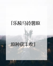 乐陵马铃薯原原种获丰收