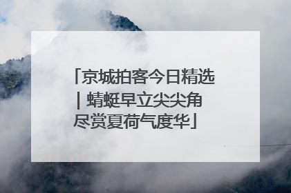京城拍客今日精选｜蜻蜓早立尖尖角 尽赏夏荷气度华