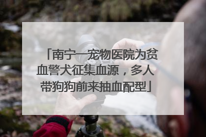南宁一宠物医院为贫血警犬征集血源，多人带狗狗前来抽血配型
