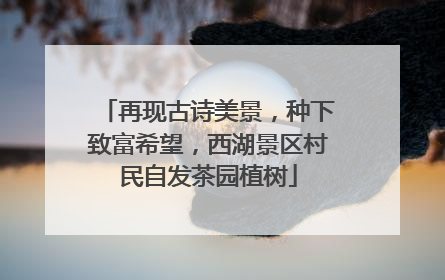 再现古诗美景，种下致富希望，西湖景区村民自发茶园植树