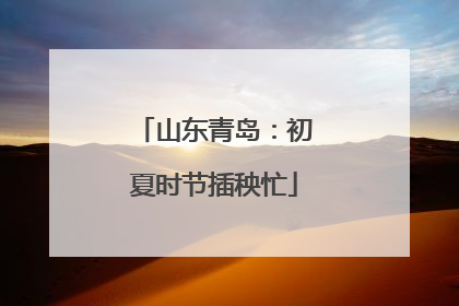 山东青岛：初夏时节插秧忙