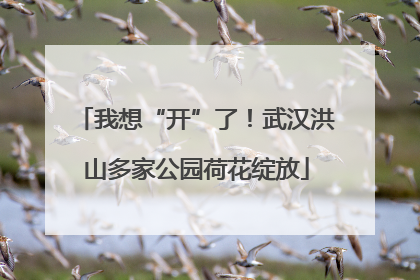 我想“开”了！武汉洪山多家公园荷花绽放