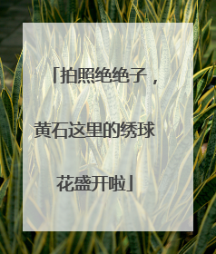 拍照绝绝子，黄石这里的绣球花盛开啦
