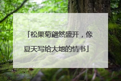 松果菊翩然盛开，像夏天写给大地的情书