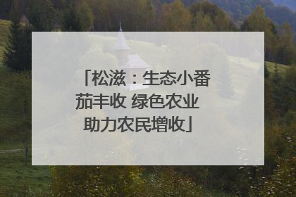 松滋：生态小番茄丰收 绿色农业助力农民增收