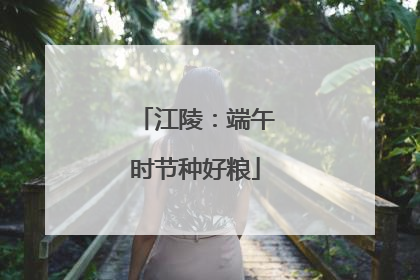 江陵：端午时节种好粮