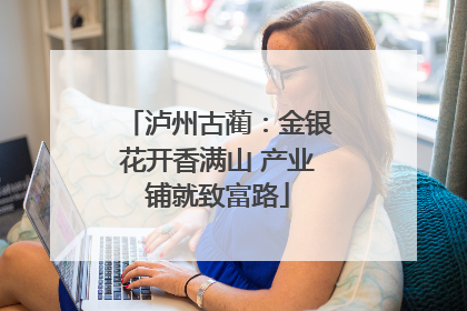 泸州古蔺：金银花开香满山 产业铺就致富路