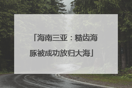 海南三亚：糙齿海豚被成功放归大海