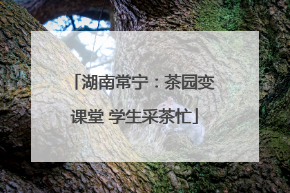 湖南常宁：茶园变课堂 学生采茶忙