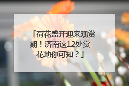 荷花盛开迎来观赏期！济南这12处赏花地你可知？