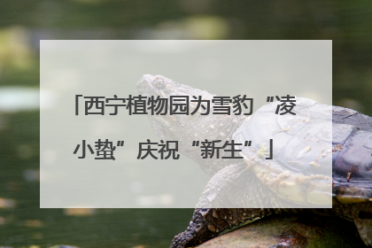 西宁植物园为雪豹“凌小蛰”庆祝“新生”