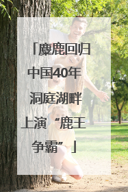麋鹿回归中国40年 洞庭湖畔上演“鹿王争霸”