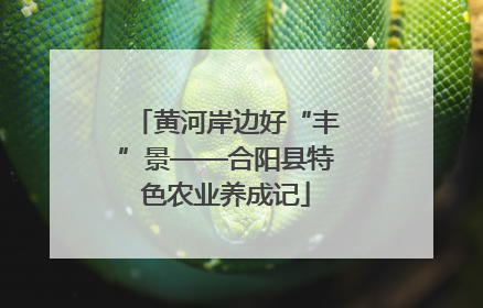 黄河岸边好“丰”景——合阳县特色农业养成记