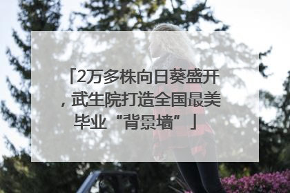 2万多株向日葵盛开，武生院打造全国最美毕业“背景墙”
