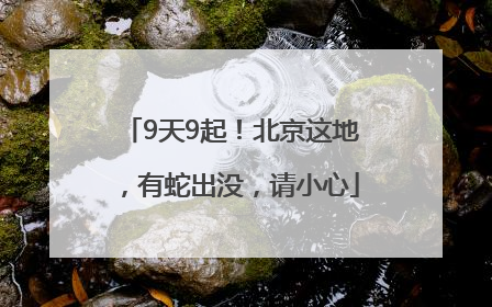 9天9起！北京这地，有蛇出没，请小心